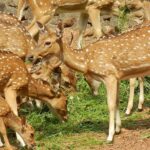 A picture of deer grazing around in the vast expanse of a zoo in Kochi, Kerala