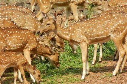 A picture of deer grazing around in the vast expanse of a zoo in Kochi, Kerala