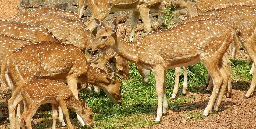 A picture of deer grazing around in the vast expanse of a zoo in Kochi, Kerala