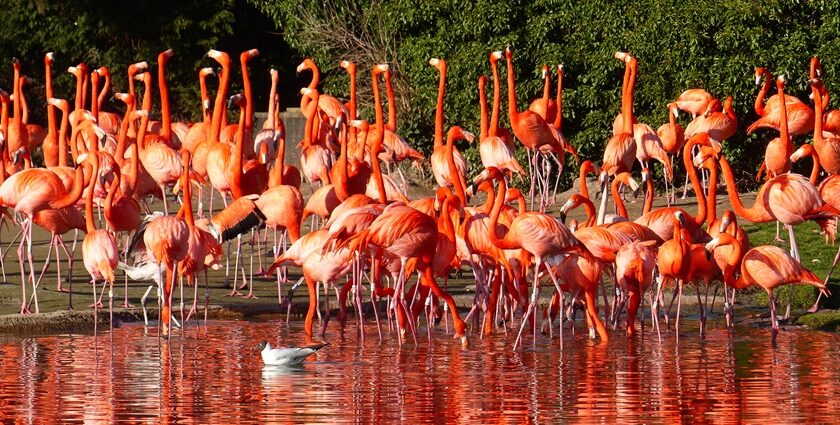 Explore bird wildlife sanctuaries worldwide, witnessing rare species, migrations, and conservation efforts in nature.