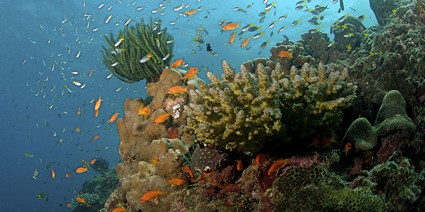 Snorkelling In Bangkok 10 Best Spots To Dive Underwater TripXL snorkelling-in-bangkok-10-best-spots-to-dive-underwater-tripxl