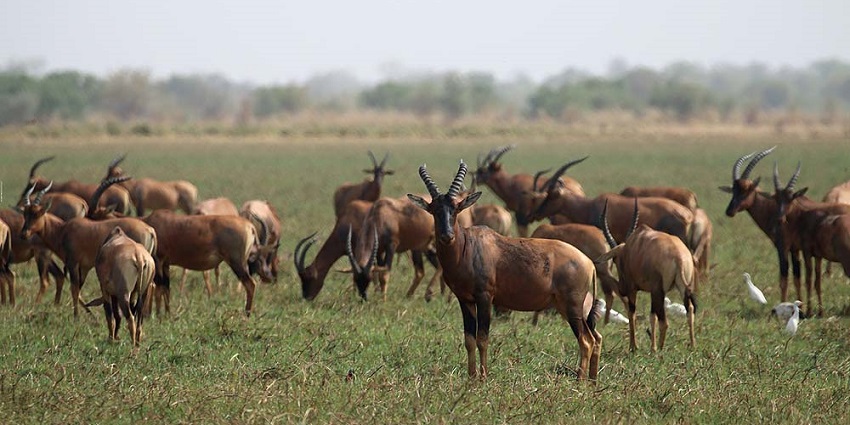 13 Things To Do In Chad From Desert Dunes To Wildlife Safaris TripXL
