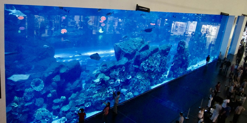 AquaTheatre Shows