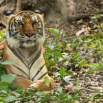 An image of a tiger resting at a zoo in Cambodia, with lush green surroundings.