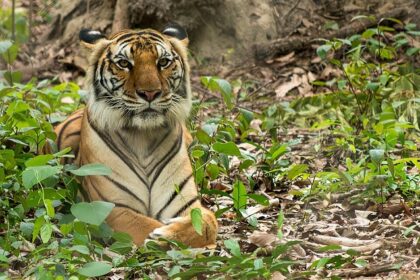 An image of a tiger resting at a zoo in Cambodia, with lush green surroundings.
