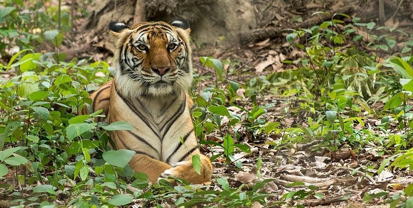 An image of a tiger resting at a zoo in Cambodia, with lush green surroundings.