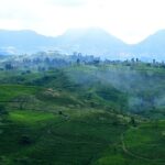 Tea rows at Gunung Mas, a refreshing escape among places to visit near Jakarta.