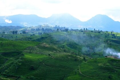 Tea rows at Gunung Mas, a refreshing escape among places to visit near Jakarta.