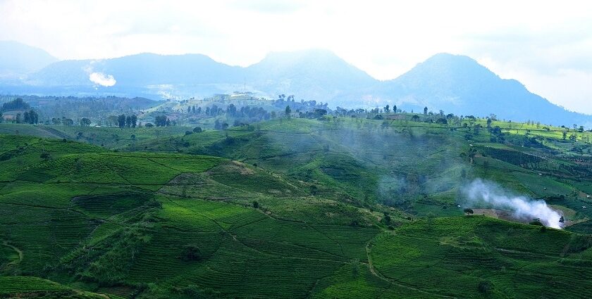 Tea rows at Gunung Mas, a refreshing escape among places to visit near Jakarta.