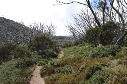 Explore a scenic hiking trail as one of the best adventurous things to do in Hawker.