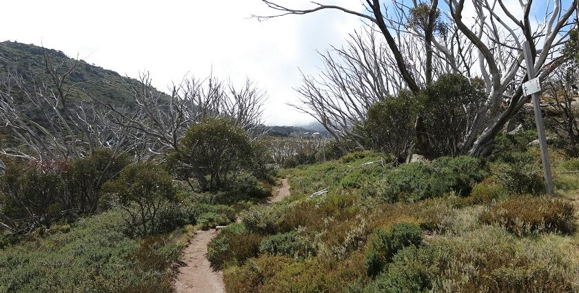 Explore a scenic hiking trail as one of the best adventurous things to do in Hawker.