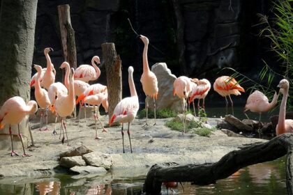 Exploring vibrant wildlife is one of the most exciting things to do in Leipzig.