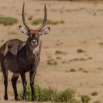 Spotting a graceful waterbuck is one of the most peaceful things to do in Naivasha.