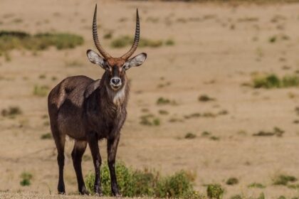 Spotting a graceful waterbuck is one of the most peaceful things to do in Naivasha.