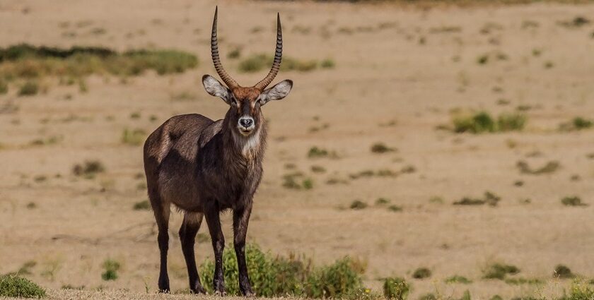 Spotting a graceful waterbuck is one of the most peaceful things to do in Naivasha.