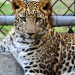 Leopard resting under trees at Bir Talab Zoo, among top places to visit near Damdama Sahib.
