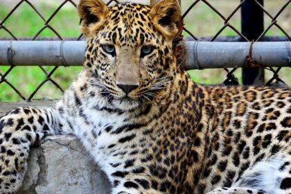 Leopard resting under trees at Bir Talab Zoo, among top places to visit near Damdama Sahib.