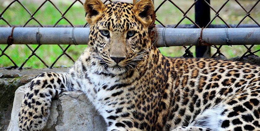 Leopard resting under trees at Bir Talab Zoo, among top places to visit near Damdama Sahib.