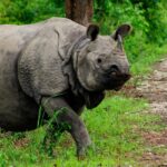 Rhinoceros walking at Kaziranga National Park in Assam – In which state is Kaziranga National Park located?