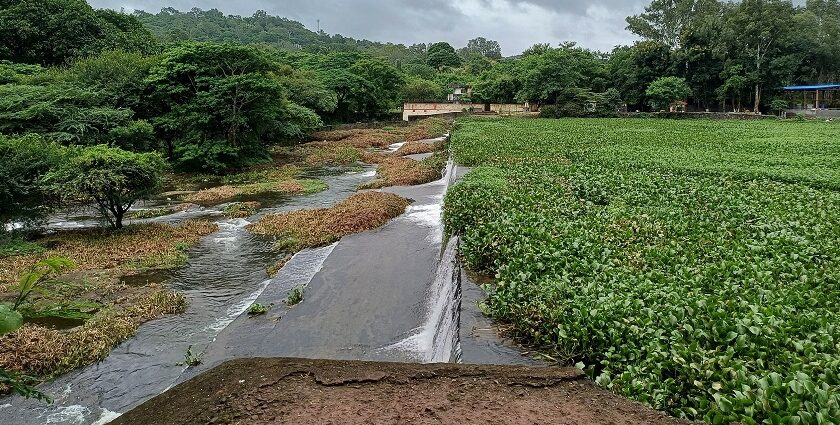 The view of Pashan lake with a lush green area, one of the best picnic places to visit near Pune.
