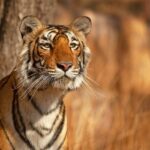A tiger spotted in Sundarbans National Park, one of the top places to visit in winter near Kolkata.