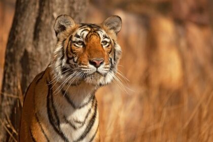 A tiger spotted in Sundarbans National Park, one of the top places to visit in winter near Kolkata.