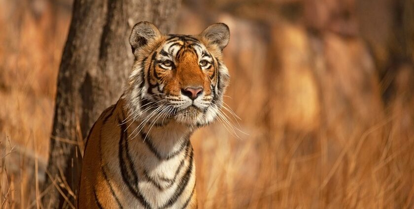 A tiger spotted in Sundarbans National Park, one of the top places to visit in winter near Kolkata.