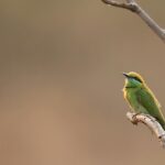 A bird on a tree branch at Karnala, one of the places to visit near Mumbai for 3 days.