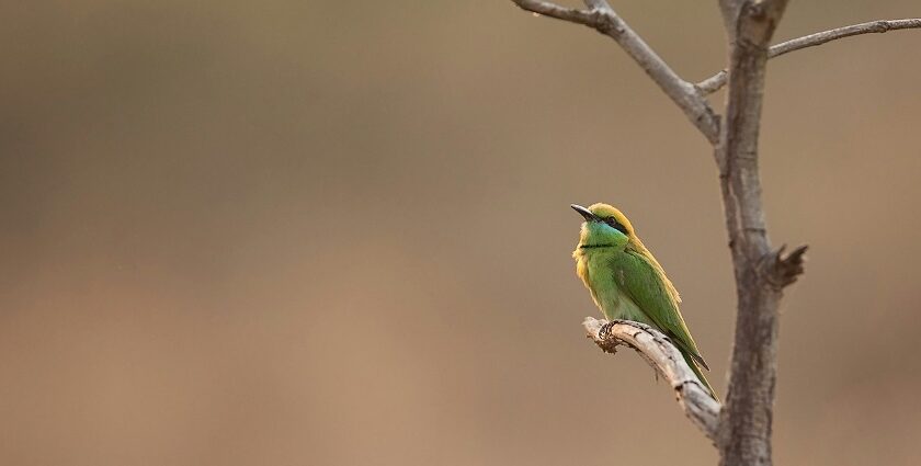 A bird on a tree branch at Karnala, one of the places to visit near Mumbai for 3 days.