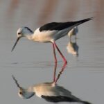 A black-winged stilt that has long red legs wading in the shallow waters at Navi Mumbai.