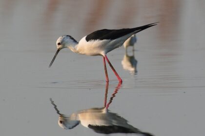 A black-winged stilt that has long red legs wading in the shallow waters at Navi Mumbai.
