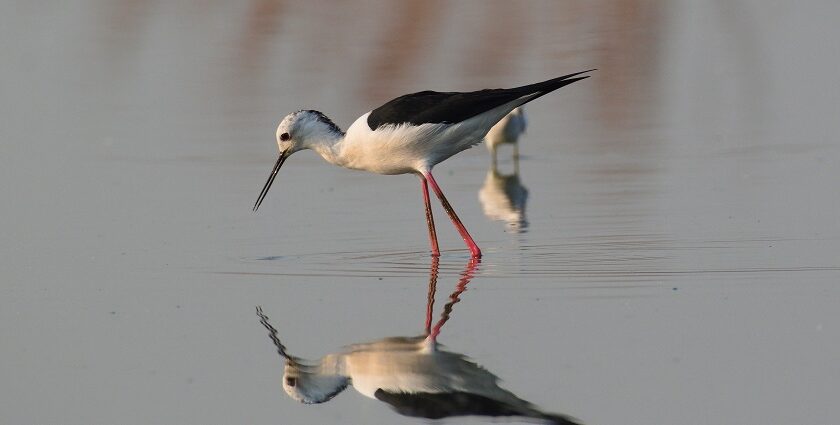 A black-winged stilt that has long red legs wading in the shallow waters at Navi Mumbai.