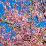 Pink cherry blossoms bloom under a clear blue sky at the Cherry Blossom Festival Shillong.