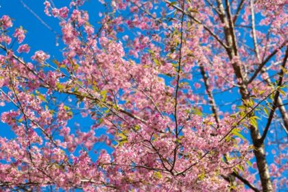 Pink cherry blossoms bloom under a clear blue sky at the Cherry Blossom Festival Shillong.