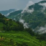 A view of the lush green terraced field in Uttarakhand during the daytime with fog.