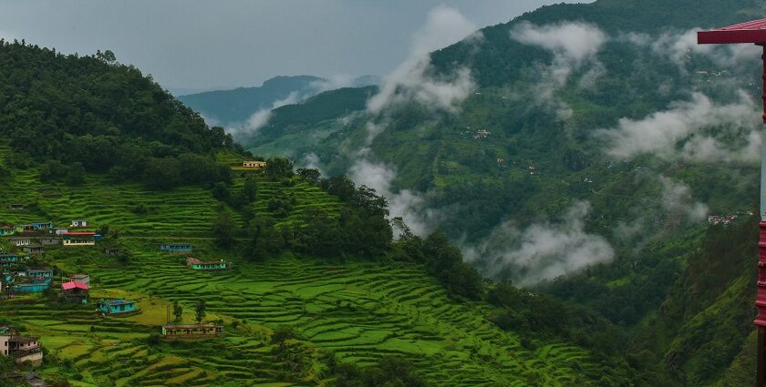A view of the lush green terraced field in Uttarakhand during the daytime with fog.