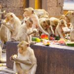 Multiple monkeys eating fruits on rocks during the Monkey Buffet Festival in Lopburi.