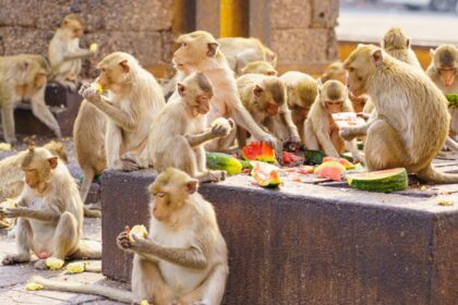 Multiple monkeys eating fruits on rocks during the Monkey Buffet Festival in Lopburi.