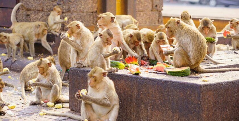 Multiple monkeys eating fruits on rocks during the Monkey Buffet Festival in Lopburi.
