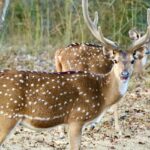 A couple of spotted deer at Nagarhole, one of the top national parks in Karnataka.