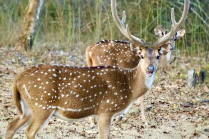 A couple of spotted deer at Nagarhole, one of the top national parks in Karnataka.