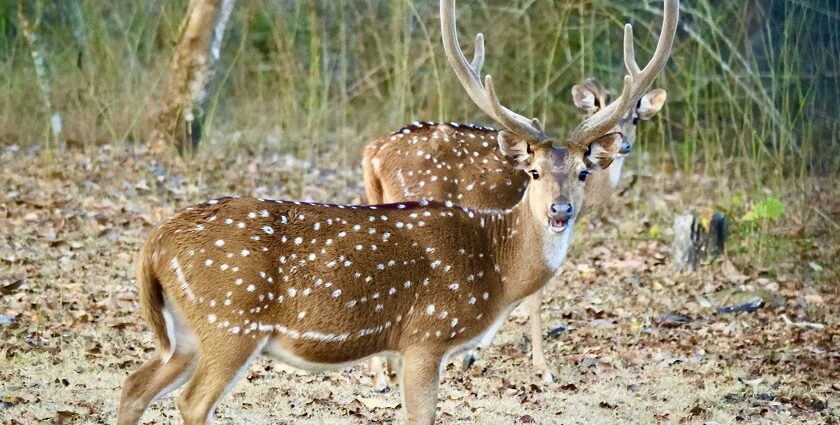 A couple of spotted deer at Nagarhole, one of the top national parks in Karnataka.
