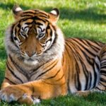 A Bengal tiger resting at Mathikettan Shola National Park, one of the best national parks in Kerala.