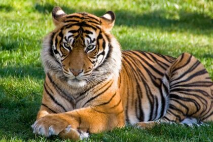 A Bengal tiger resting at Mathikettan Shola National Park, one of the best national parks in Kerala.