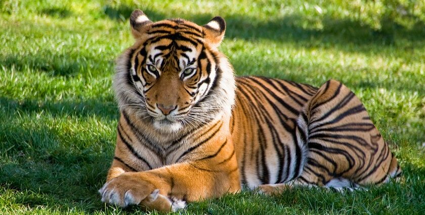 A Bengal tiger resting at Mathikettan Shola National Park, one of the best national parks in Kerala.