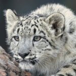 Majestic snow leopard at Khangchendzonga, one of the best national parks in Sikkim.