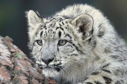 Majestic snow leopard at Khangchendzonga, one of the best national parks in Sikkim.