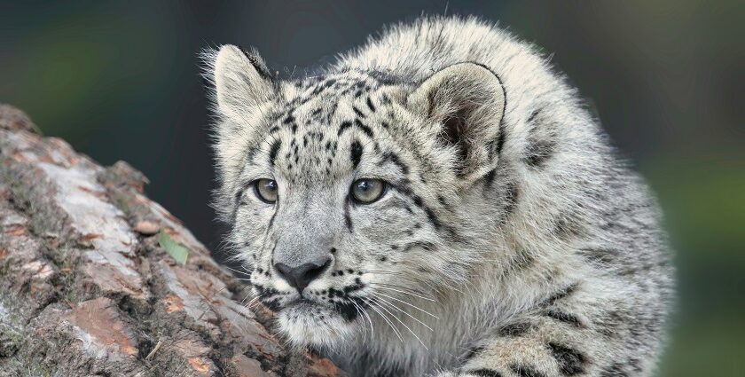 Majestic snow leopard at Khangchendzonga, one of the best national parks in Sikkim.