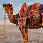 Decorated camels at Rann Utsav in White Rann of Kutch during the vibrant festival.