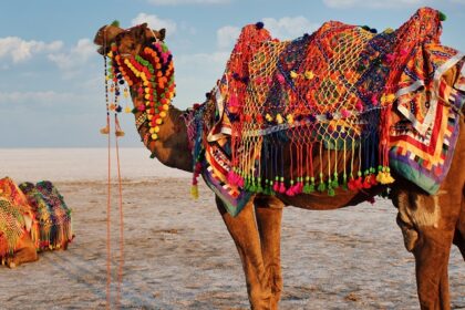 Decorated camels at Rann Utsav in White Rann of Kutch during the vibrant festival.